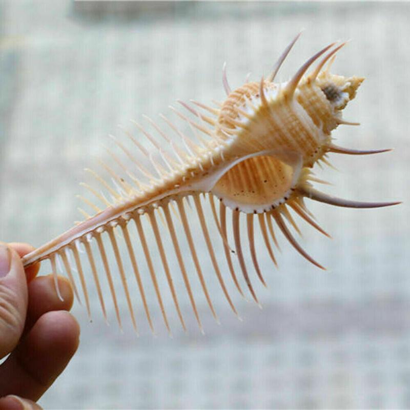 Exquisite Oceanic Conch Shell