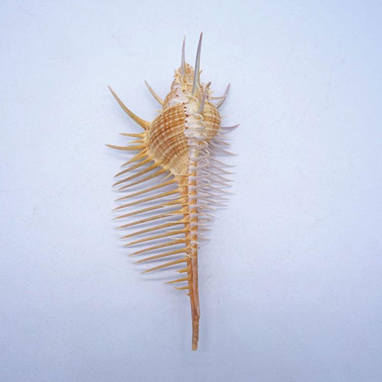 Exquisite Oceanic Conch Shell